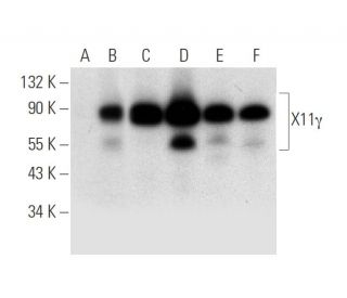 X11&gamma; Antibody (B-6) - Western Blotting - Image 314220 