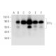 X11γ Antibody (B-6) - Western Blotting - Image 314220 
