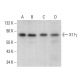 X11γ Antibody (B-6) - Western Blotting - Image 380724 