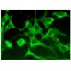 X11γ Antibody (D-3) - Immunofluorescence - Image 305336 