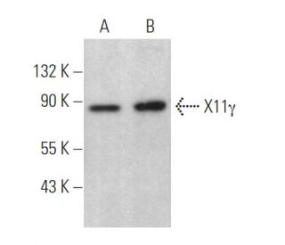 X11&gamma; Antibody (D-3) - Western Blotting - Image 369442 