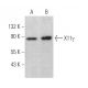 X11γ Antibody (D-3) - Western Blotting - Image 369442 