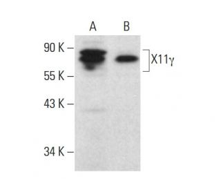 X11&gamma; Antibody (H-6) - Western Blotting - Image 376420 