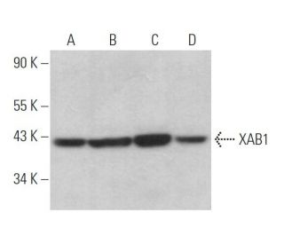 XAB1 Antibody (A-10) - Western Blotting - Image 372431 