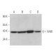 XAB1 Antibody (A-10) - Western Blotting - Image 372431 