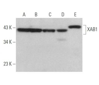 XAB1 Antibody (B-4) - Western Blotting - Image 372430 