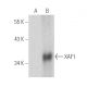 XAF1 Antibody (B-5) - Western Blotting - Image 389854