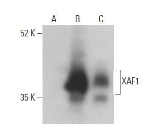 XAF1 Antibody (B-5) - Western Blotting - Image 400041 