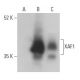 XAF1 Antibody (B-5) - Western Blotting - Image 400041 