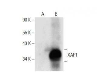 western blotting image from recommended XAF1 (B-5) monoclonal antibody replacement. Image 303355