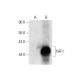 western blotting image from recommended XAF1 (B-5) monoclonal antibody replacement. Image 303355