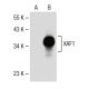 XAF1 Antibody (H-4) - Western Blotting - Image 150142
