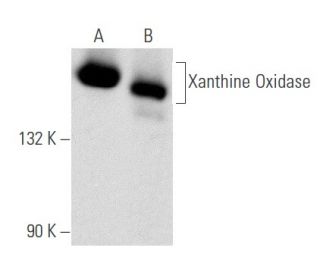 western blotting image from recommended Xanthine Oxidase (A-3) monoclonal antibody replacement. Image 356602