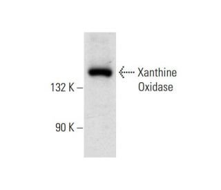 Xanthine Oxidase Antibody (A-3) - Western Blotting - Image 305769 