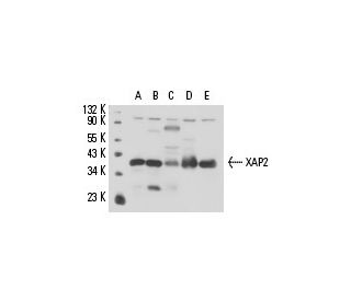 XAP2 Antibody (35-2) - Western Blotting - Image 15660 