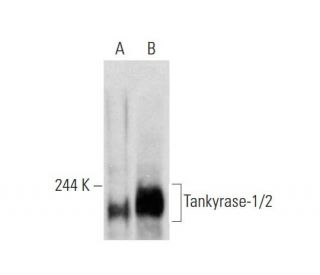 XAV939: sc-296704. Western blot analysis of Tankyrase-1/2 expression in untreated (A) and XAV939 treated (B) SW480 whole c 