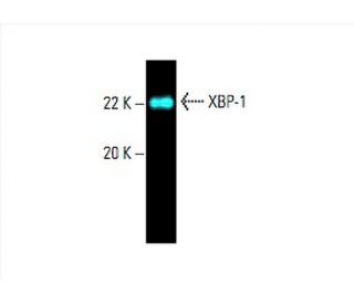 western blotting image from recommended XBP1 (F-4) monoclonal antibody replacement. Image 393455