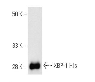 XBP1 Antibody (F-4) - Western Blotting - Image 1258