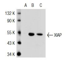 開店祝い SCBT | (A-7) Antibody XIAP - Biotechnology Cruz Santa ネイルチップ・付け爪