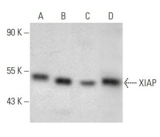 XIAP Antibody (A-7) - Western Blotting - Image 354391 