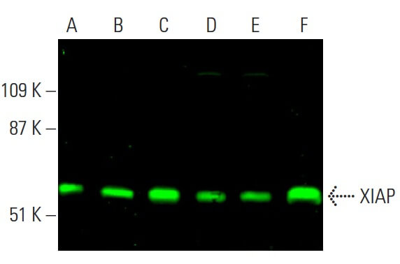 XIAP Antibody (A-7) | SCBT - Santa Cruz Biotechnology