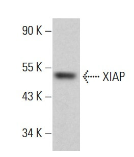 XIAP Antibody (A-7) | SCBT - Santa Cruz Biotechnology