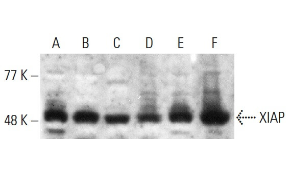 XIAP Antibody (A-7) | SCBT - Santa Cruz Biotechnology