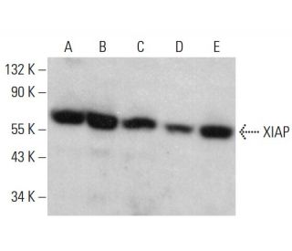 XIAP Antibody (D-2) - Western Blotting - Image 380654 