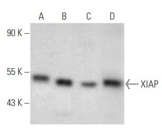 western blotting image from recommended XIAP (A-7) monoclonal antibody replacement. Image 354391