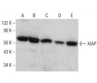 XIAP Antibody (D-2) - Western Blotting - Image 380654