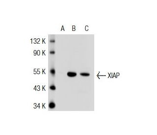 XIAP Antibody (A-7) - Western Blotting - Image 33056