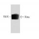 Xinα Antibody (41) - Western Blotting - Image 60511