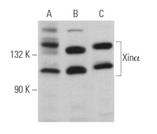 Xin&alpha; Antibody (D-8) - Western Blotting - Image 360717 