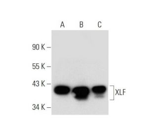 XLF Antibody (D-1) - Western Blotting - Image 300109 
