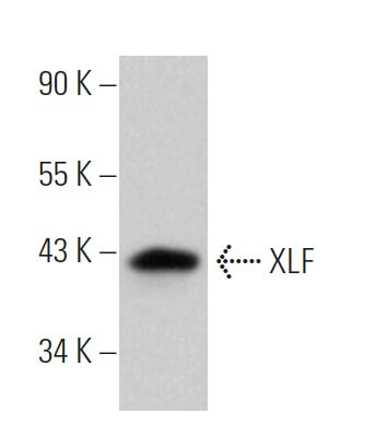 XLF Antibody (D-1) | SCBT - Santa Cruz Biotechnology