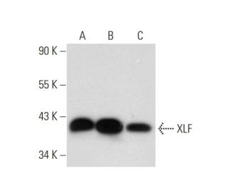 XLF Antibody (E-2) - Western Blotting - Image 300107 