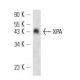 XPA Antibody (5A2) - Western Blotting - Image 12792 