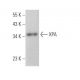XPA Antibody (5A2) - Western Blotting - Image 374740