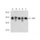 XPA Antibody (B-7) - Western Blotting - Image 300430 