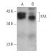 XPA Antibody (B-7) - Western Blotting - Image 362071 