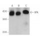 XPA Antibody (B-7) - Western Blotting - Image 362075