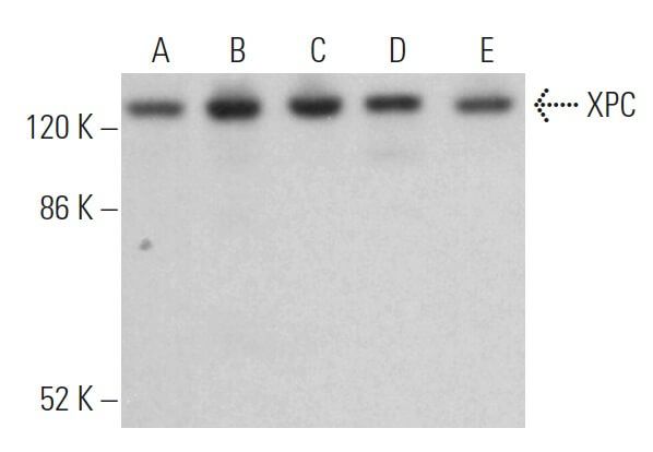 xpc-antibody-d-10-western-