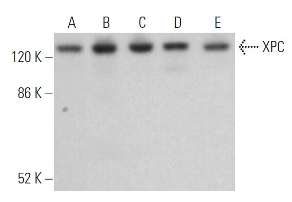 XPC Antibody (D-10) | SCBT - Santa Cruz Biotechnology