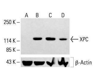 XPC Antibody (A-5) - Western Blotting - Image 413318