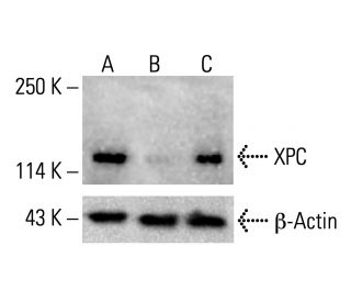 XPC Antibody (D-10) - Western Blotting - Image 412644