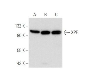XPF Antibody (H-300): sc-28718