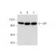 このポリクローナル抗体は販売終了となりました。弊社推奨の<a href="xpf-antibody-f-11">XPF (F-11)</a>モノクローナル抗体をご覧ください(サンプルデータを表示)。 western blotting image from recommended XPF (F-11) monoclonal antibody replacement. Image 300473