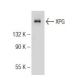 XPG Antibody (3C189) - Western Blotting - Image 125920