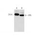 XPG Antibody (3C189) - Western Blotting - Image 134603 