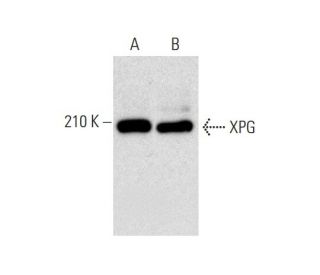 XPG Antibody (8H7) - Western Blotting - Image 134604 